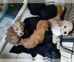 Litter of 11 - Male(s) and Female(s) GoldendoodleLitter of Puppies for Sale - Photo #7