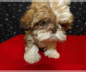 Medium Shih Tzu