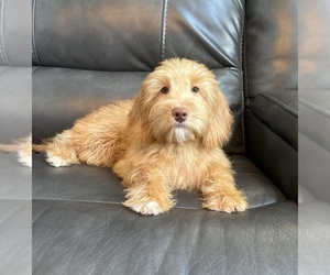 Goldendoodle Puppy for sale in FRANKLIN, IN, USA