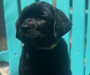 Labrador Retriever Puppy for sale in HAMPSTEAD, NC, USA