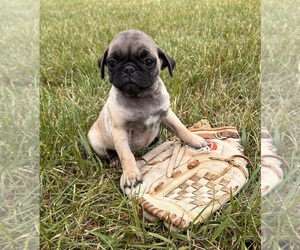 Pug Puppy for sale in MIDDLEBURY, IN, USA