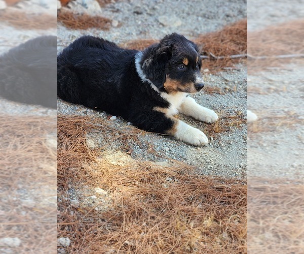 Medium Photo #5 Australian Shepherd Puppy For Sale in MORONGO VALLEY, CA, USA
