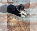 Small #4 Australian Shepherd