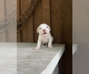 America Bandogge Mastiff-American Bully Mix Litter for sale in BENTON, PA, USA