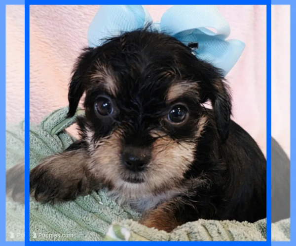 Medium Photo #1 Yorkipoo Puppy For Sale in TAYLOR, TX, USA