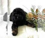 Small #2 Schnoodle (Miniature)
