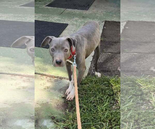 Medium Photo #1 Mutt Puppy For Sale in Rustburg, VA, USA