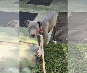 Mutt Dogs for adoption in Rustburg, VA, USA