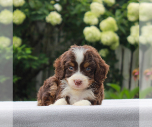 Bernedoodle-Poodle (Miniature) Mix Puppy for sale in NARVON, PA, USA