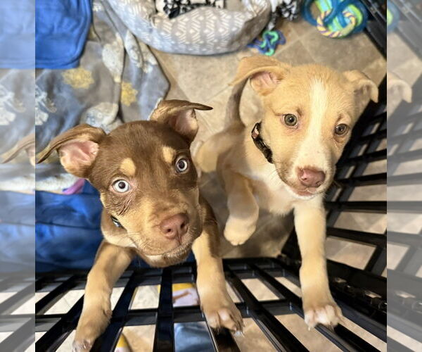 Medium Photo #27 Siberian Husky-Unknown Mix Puppy For Sale in Fargo, ND, USA