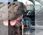 Small #34 American Staffordshire Terrier Mix