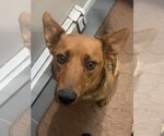 Small Carolina Dog