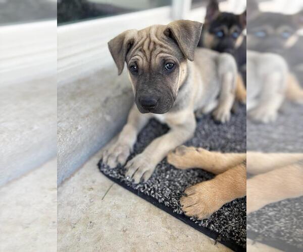Medium Photo #4 American Pit Bull Terrier-German Shepherd Dog Mix Puppy For Sale in Imlay City, MI, USA