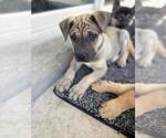 Small #3 American Pit Bull Terrier-German Shepherd Dog Mix