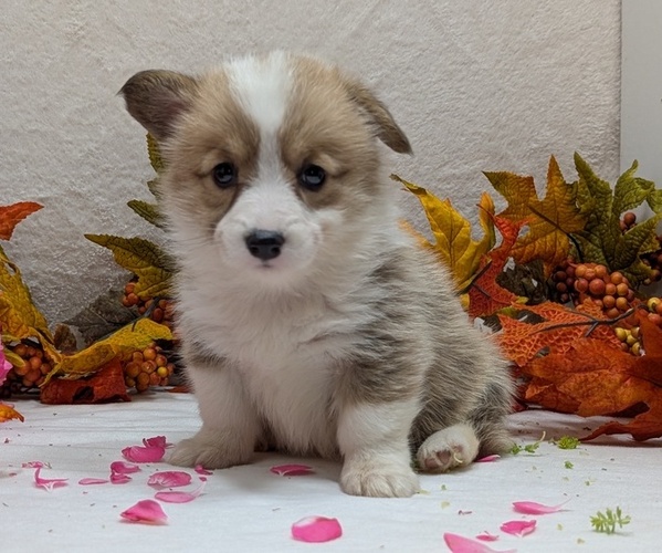 Medium Photo #9 Pembroke Welsh Corgi Puppy For Sale in GOSHEN, IN, USA