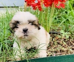 Small Photo #1 Shih Tzu Puppy For Sale in SMITHVILLE, TX, USA