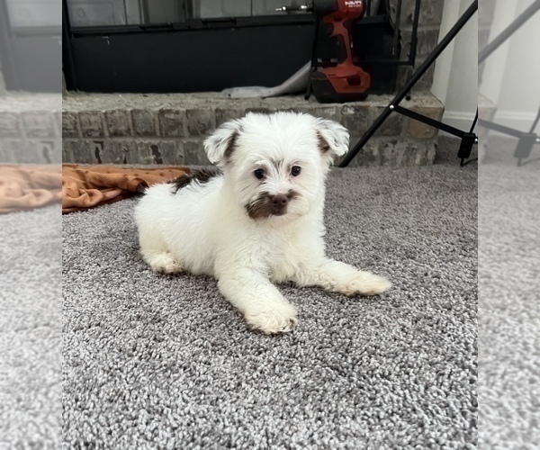 Medium Photo #1 Maltipoo Puppy For Sale in PARAGON, IN, USA