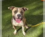 Small #1 Staffordshire Bull Terrier Mix