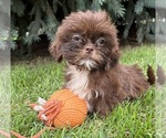 Lucy - Female Shih Tzu Puppy for Sale - Photo #2