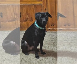 Labrador Retriever-Unknown Mix Dogs for adoption in Croydon, NH, USA