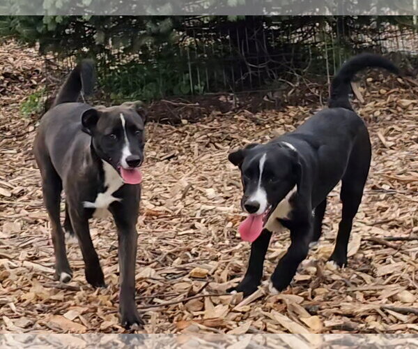 Medium Photo #5 Labrador Retriever Puppy For Sale in Bloomingdale, NJ, USA