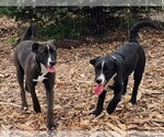 Small #4 Labrador Retriever