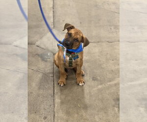 Lincoln - Male Boxer-Unknown Mix Dog for Adoption - Photo #2