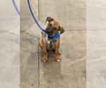 Small Photo #2 Boxer-Unknown Mix Puppy For Sale in Dana Point, CA, USA