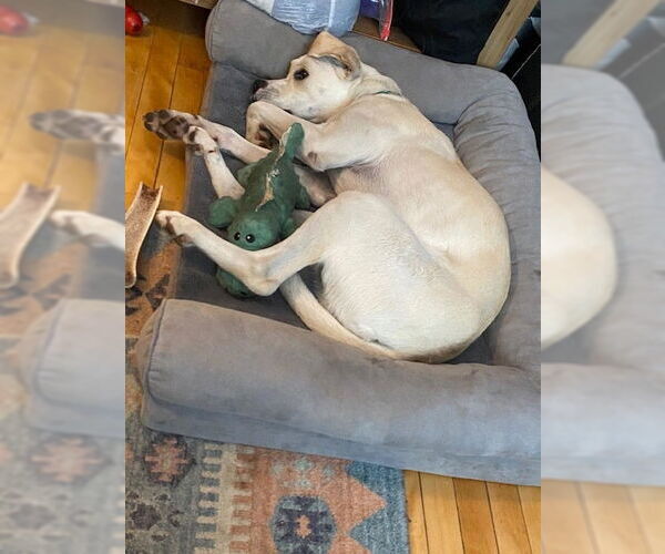 Medium Photo #28 Boxador Puppy For Sale in Princeton, MN, USA