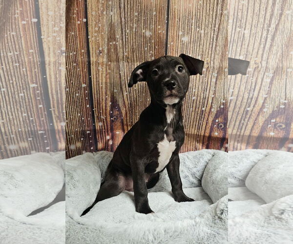Medium Photo #9 American Pit Bull Terrier-Labrador Retriever Mix Puppy For Sale in Rockaway, NJ, USA