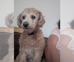 Small #2 Poochon