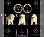 Puppy Nano F1 Maltipoo