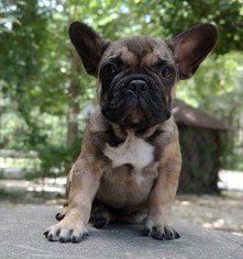 French Bulldog Puppy for sale in MIDDLEBURG, FL, USA