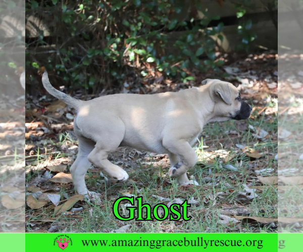 Medium Photo #5 American Pit Bull Terrier-Unknown Mix Puppy For Sale in Pensacola, FL, USA