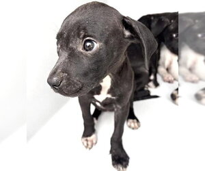 Mutt Dogs for adoption in Houston, TX, USA