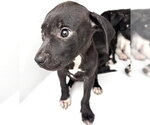 Small Mutt