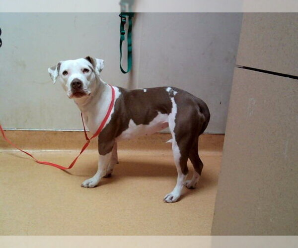 Medium Photo #1 Mutt Puppy For Sale in Martinez, CA, USA