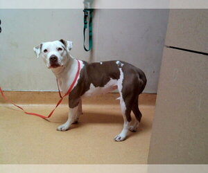 Mutt Dogs for adoption in Martinez, CA, USA