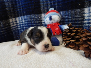 Australian Shepherd Puppy for sale in CANTON, OH, USA