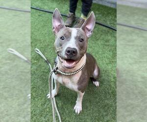 Mutt Dogs for adoption in San Francisco, CA, USA