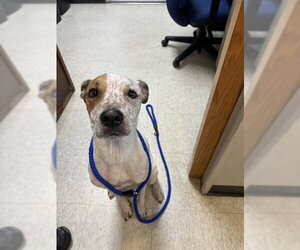 Mutt Dogs for adoption in Plano, TX, USA