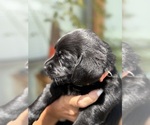 Small Photo #22 Labrador Retriever Puppy For Sale in ELIZABETH, WV, USA
