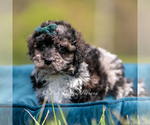 Puppy Disco AKC Poodle (Miniature)