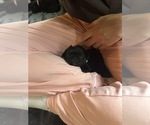Small Photo #21 Frenchie Pug Puppy For Sale in BLOOMINGTON, IL, USA