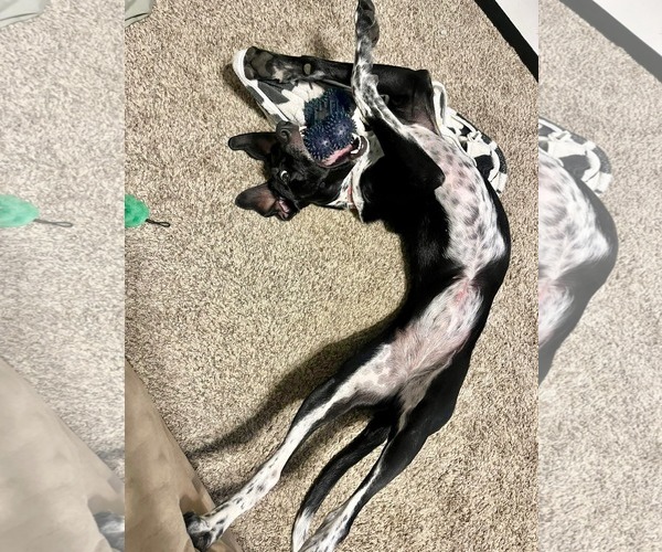 Medium Photo #2 Pointer-Unknown Mix Puppy For Sale in Germantown, OH, USA