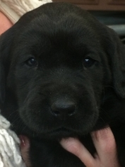 Labrador Retriever Puppy for sale in Lindstrom, MN, USA