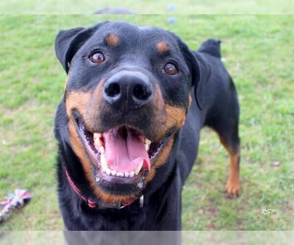 Medium Photo #1 Rottweiler Puppy For Sale in Fort Wayne, IN, USA