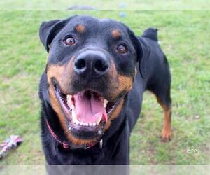 Rottweiler Dogs for adoption in Fort Wayne, IN, USA