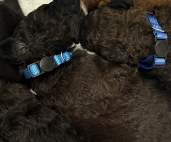 Medium Photo #56 Bernedoodle Puppy For Sale in MOULTON, AL, USA