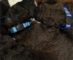 Small Photo #56 Bernedoodle Puppy For Sale in MOULTON, AL, USA